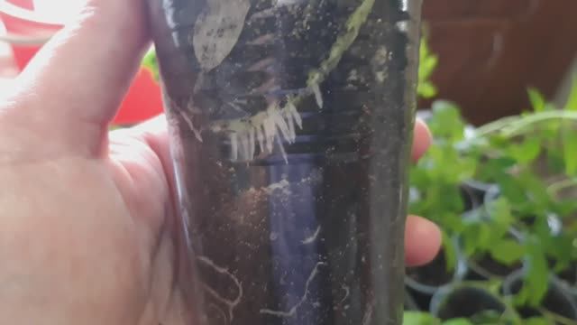 Помидоры. Рассаде 1 неделя после второй пикировки #томаты #рассада #выращиваниетоматов #помидоры смотреть онлайн