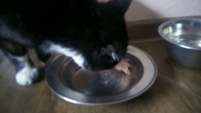 Василий сказал пока не дам куриное филе из стола не вылезет) смотреть онлайн