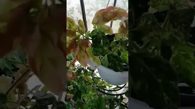 Вариегатное #белопероне. смотреть онлайн