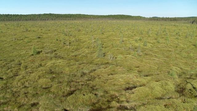 Patterned Peatlands смотреть онлайн