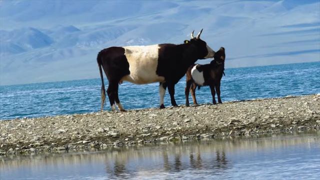 2016 08 11 Mongolia 13 Phalaropus lobatus Uureg nuur смотреть онлайн