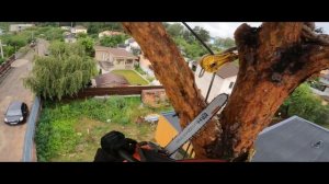 Спил высокой сосны по частям на участке возле ЛЭП и дома 🏠🌲🪵