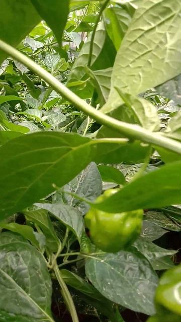 Hot Peppers Planet смотреть онлайн