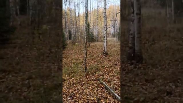 Охота. смотреть онлайн