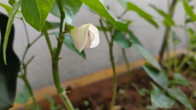 Easiest Vegetable to Grow in Balcony | Harvest within 1.5 months | Lobia Beans смотреть онлайн