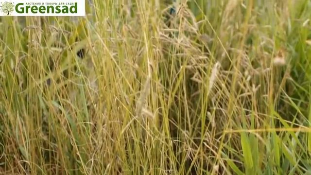 Бутелуа изящная   видео обзор от Greensad