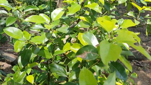 என்னது சூடம் மரமா இது #கற்பூரம் இந்த மரத்தில் இருந்து தான் தயாரிக்கிறார்களா ? #கற்பூரவள்ளி смотреть онлайн