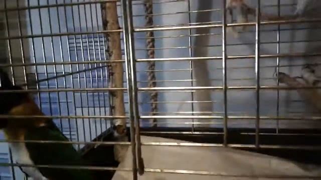 Каик Кеша смотреть онлайн