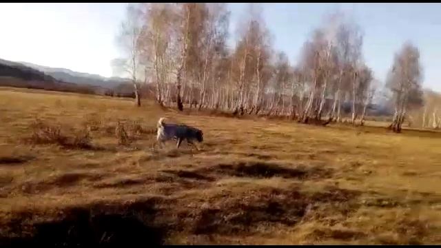 Среднеазиатские овчарки - Тагмар и Ямаха в осеннем лесу - http://www.beliy-lekar.ru