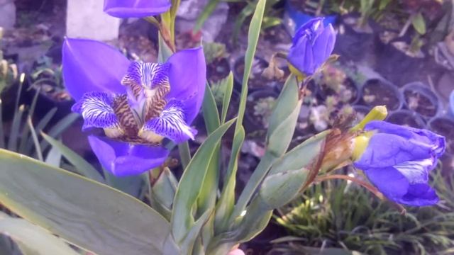 Iris Walking blues primera floración 2020 смотреть онлайн
