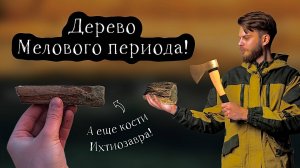 Зимний поиск: окаменелое ДЕРЕВО и множество ископаемых моллюсков! Окаменелости Мелового периода.