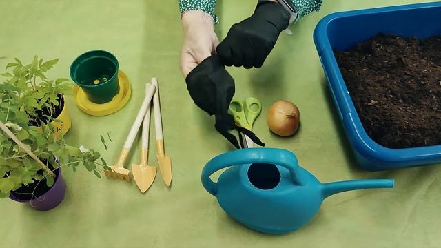 Огород на подоконнике. Посадка лука. смотреть онлайн