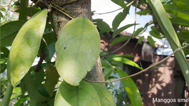 Hoya Aff Lambii