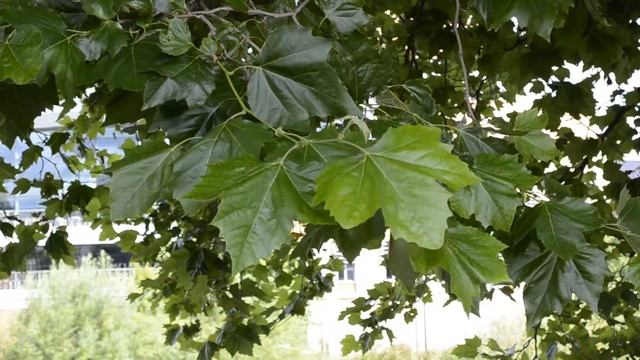 Platanus x hispanica смотреть онлайн