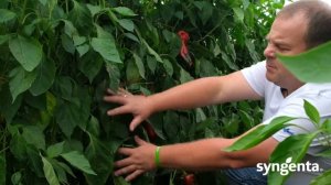 Корнелия F1 / Korneliya F1 - Перец, Syngenta