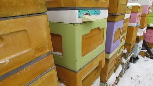 как зимует на воле дальневосточная пчела после перевода пчел на ячейку 4,9 мм, часть 2 , 20.02.2025 смотреть онлайн