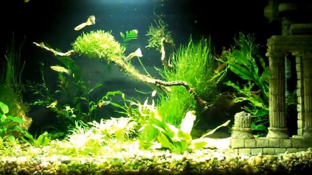 54 litre planted tank with guppies смотреть онлайн