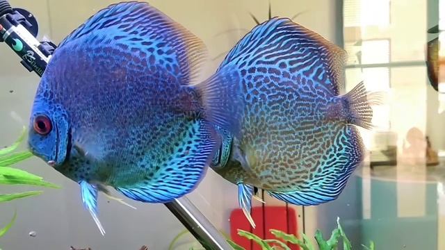 Blue Scorpion Snakeskin 5 inch @ RM Aquatics смотреть онлайн
