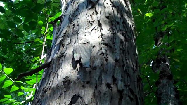 Shagbark Hickory (Carya ovata) and it's strange bark смотреть онлайн