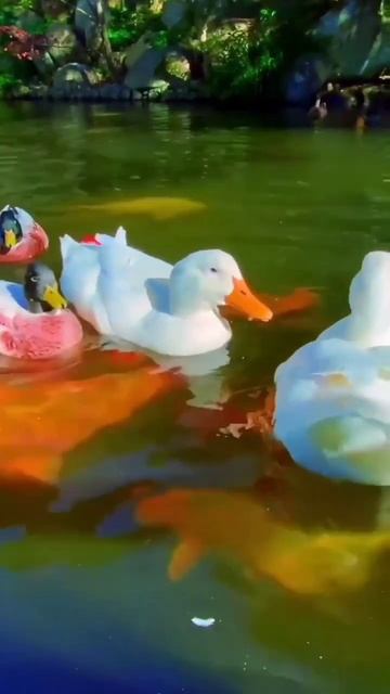 beautiful, flower,and, animation#imaging#videos# смотреть онлайн