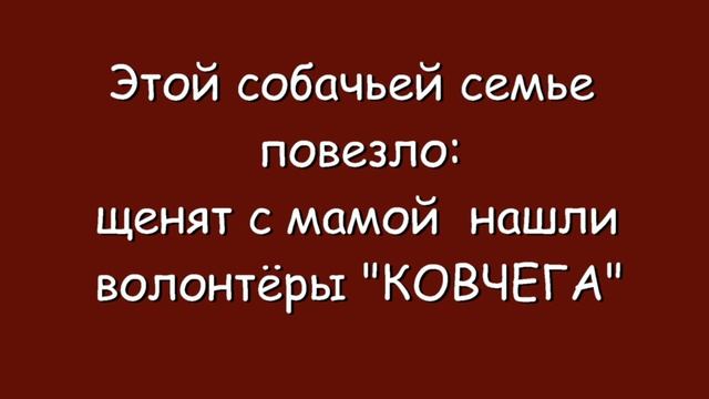 "Шумел камыш" смотреть онлайн