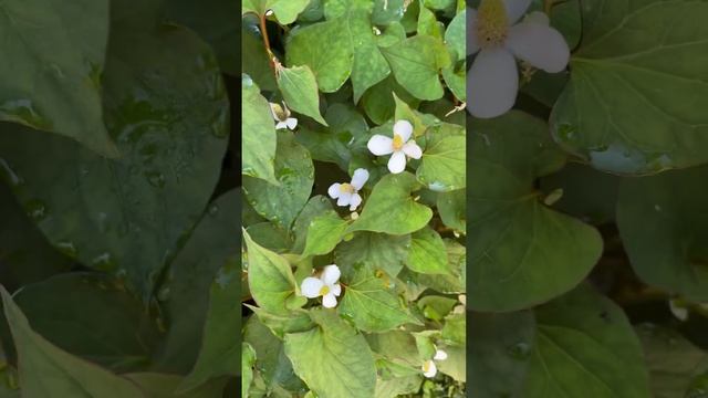 Picking Chameleon Plant Houituynia Cordata to dry out for my Spiritual Prayer Workings, Part 2 belo смотреть онлайн