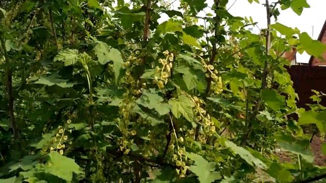 Зацвела красная смородина. Ура! смотреть онлайн