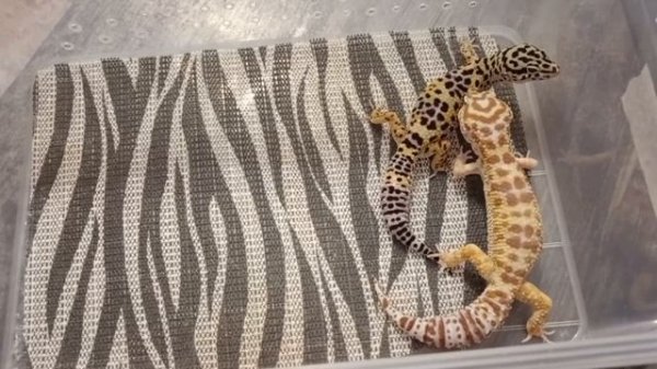 Спаривание эублефаров🦎🦎