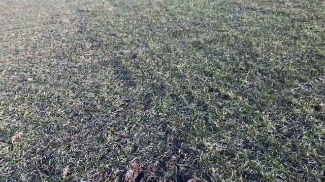 Озимая пшеница 23.02.19 смотреть онлайн