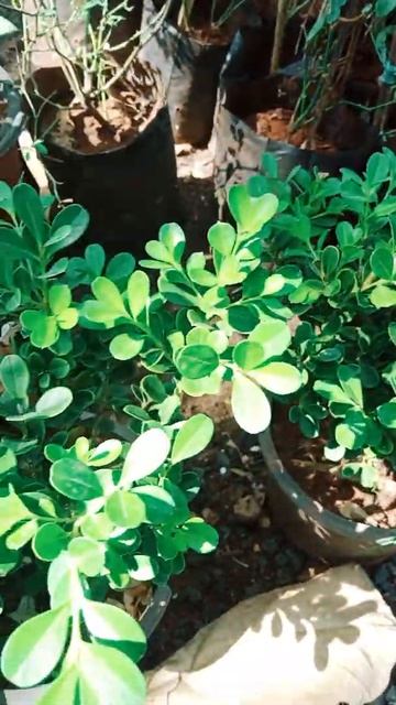 Boxwood Bonsai price | Boxwood bonsai indoor care, #shorts #plants смотреть онлайн