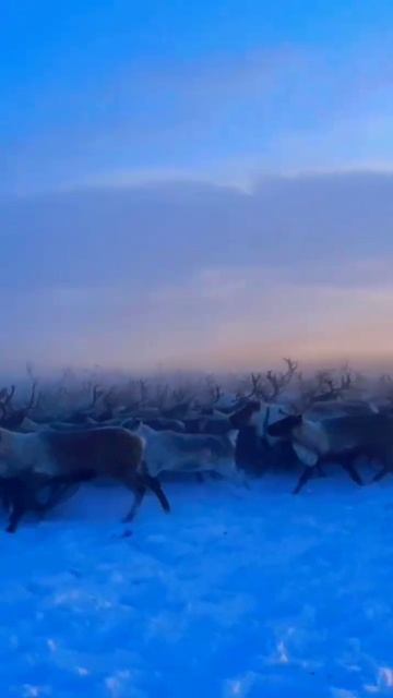 Оленеводство на крайнем Севере это не такая простая работа / Крайний Север / Арктика смотреть онлайн