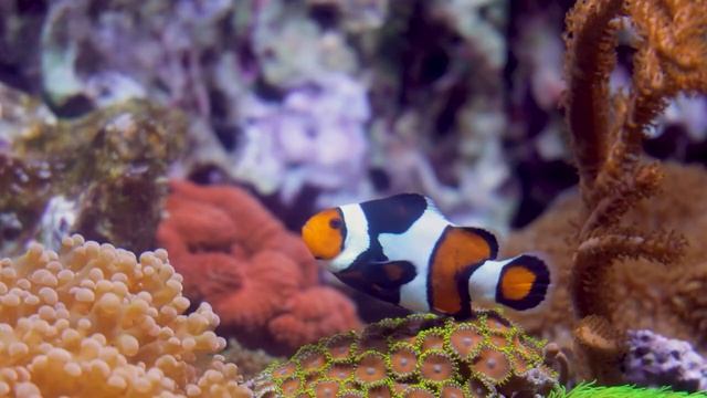 The Living Ocean 4K - A World of Diversity - Colorful Fishes Of The Ocean смотреть онлайн