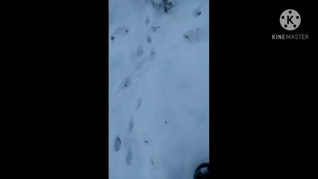 охота петлями на зайца. проверка петли. смотреть онлайн