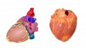 Сердце_рус_2025