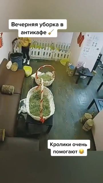 кролики очень помогают 😂 #зайкафе #антикафемосква #зоопарк смотреть онлайн