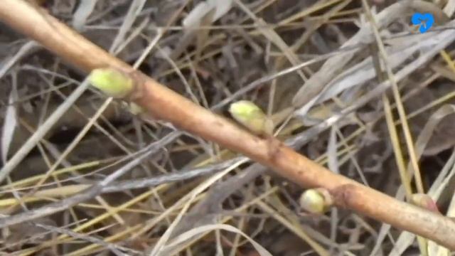 Во саду ли 26 03 2019 смотреть онлайн