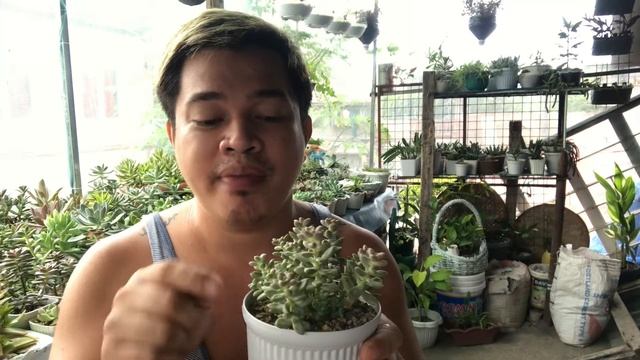 Graptopetalum Merinae Succullents Repotting and Caretips! Recommended for beginners! смотреть онлайн