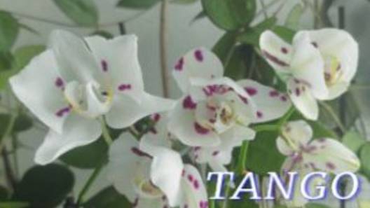 №1028/ ТРИ орхидеи TAHGO (MARRAKESH) смотреть онлайн