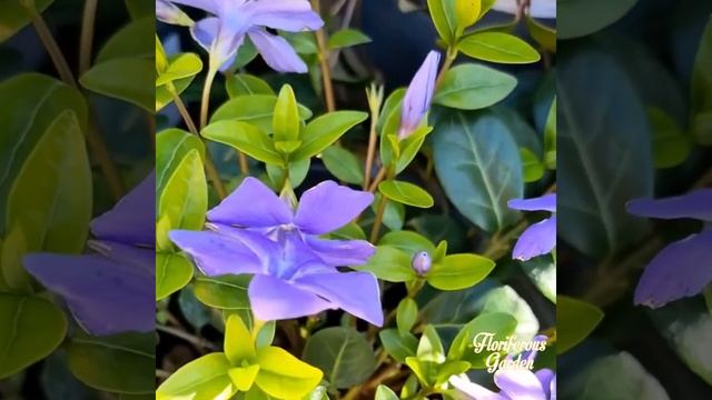 Floriferous Garden смотреть онлайн
