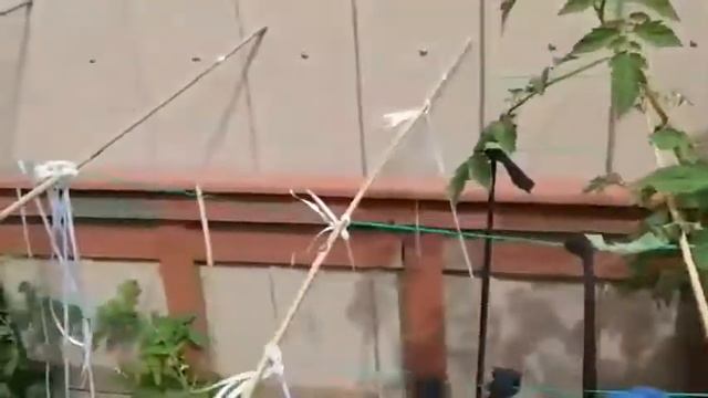 Easy Trellis to Hold Up your Tomato's смотреть онлайн
