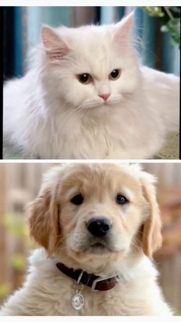 choose your gift 🎁 cat v/s dog #tendingvideo #shorts #aartigifts смотреть онлайн