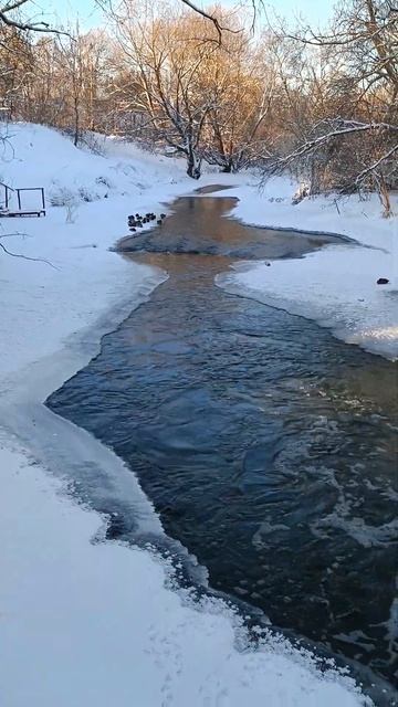 21 января 2024 г. Дикие утки остались на зимовку в Подмосковье смотреть онлайн