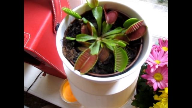 Meat-eating monster flower смотреть онлайн