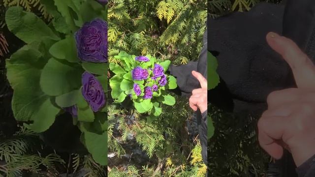 Примулы ( Гибридные) Ametist ice и Prima day смотреть онлайн