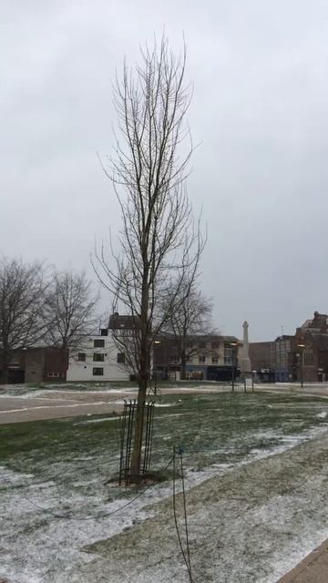 Exeter Elm (Ulmus 'Exoniensis') - tree in the snow - March 2018 смотреть онлайн