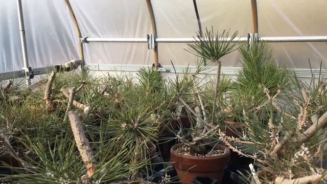 土で差がついた五cm以内黒松盆栽経過・芽の吹きはじめ・天城砂・やじま園@tane.bonsai смотреть онлайн