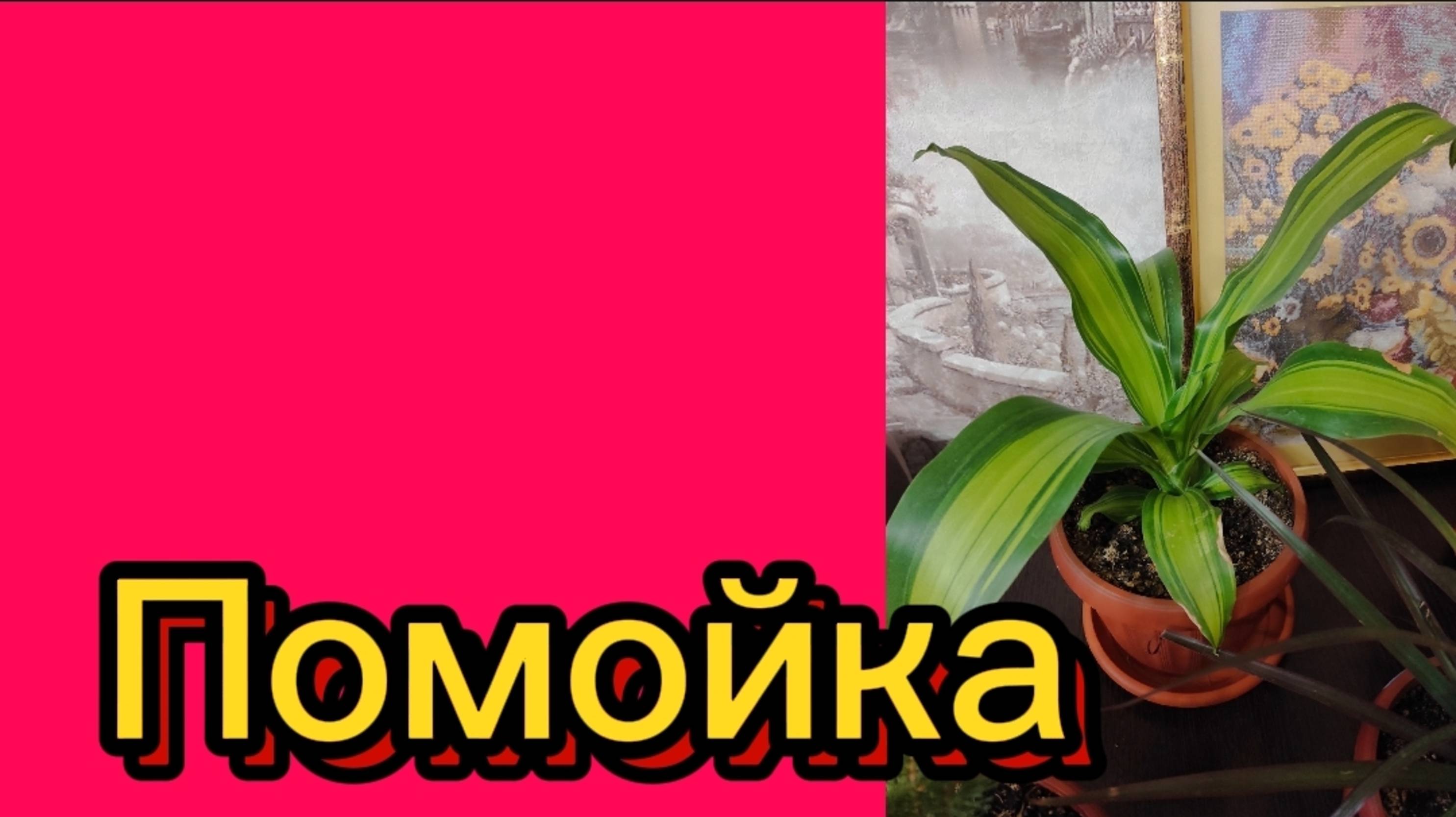 ДЕРЕВЕНСКИЙ ДНЕВНИК.Помойка. смотреть онлайн