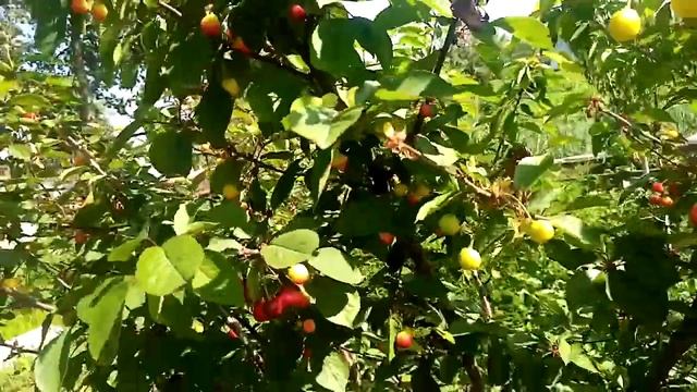 Первая клубника и черешня смотреть онлайн