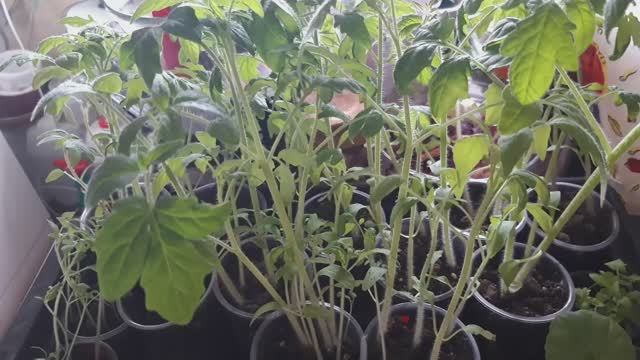 ЧТО ДЕЛАТЬ, ЕСЛИ ПЕРЕРОСЛИ ПОМИДОРЫ? ПИКИРОВКА РАССАДЫ ПОМИДОРОВ #помидоры #пикировка #рассада смотреть онлайн