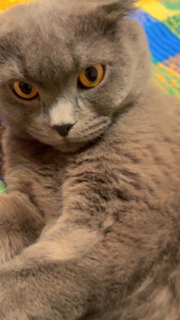 🔴КОТ СМОКИ🔴 смотреть онлайн